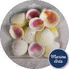 8823-P8 - Craft Pack - Pacific Cockle Shells